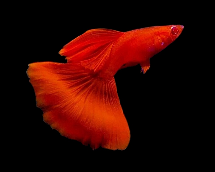 Full Red Albino Guppy - Male ~ 3cm